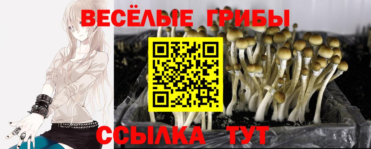 Псилоцибиновые грибы Psilocybine cubensis  Вход с VPN  хочу наркоту  Ковров 